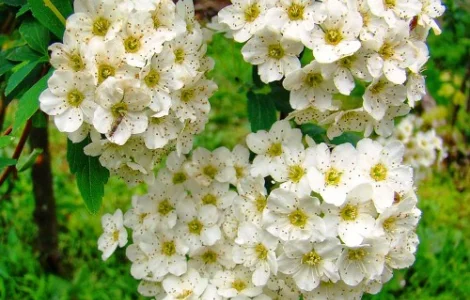 Саджанці спіреї Вангутта