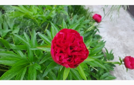 Ранній червоний піон