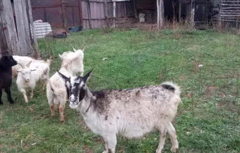 Срочно продам коз недорого