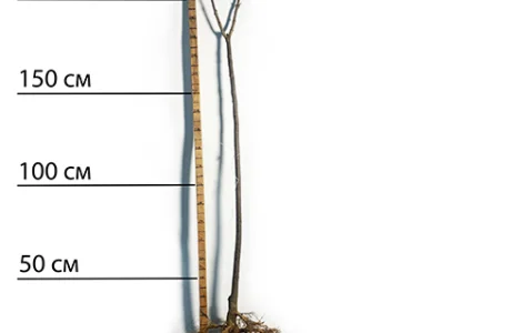 Саджанці катальпи на штамбі Нана - 1-річний