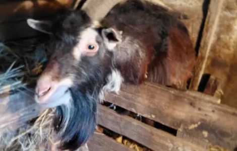 Продаю козу и козла ,жива вага