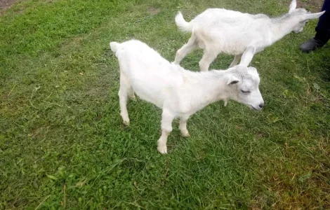 Пордам коз великих та малих, жива вага