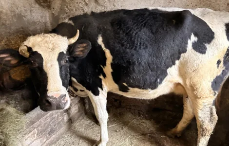 Говядину живым весом