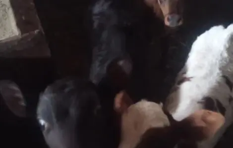 Телята на м'ясо та на плем'я бички та телички