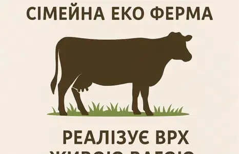 Продам биків живою вагою