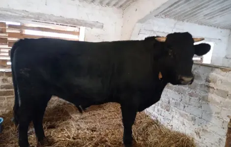 Продам быка живою вагою