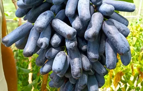 Саджанці сорту Кишмиш Аватар