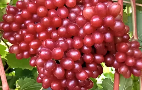 Саженцы винограда сорта Кишмиш Щелкунчик