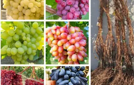 Саджанці винограду: найкращі сорти