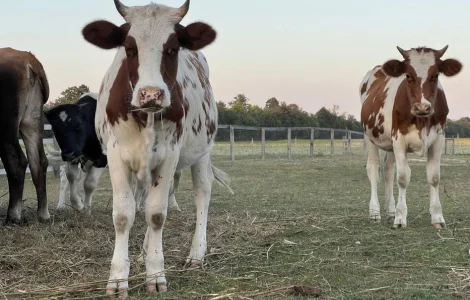 Продам ВРХ живою вагою