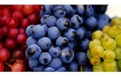 Черенки винограду для щеплення та вкорінення - vdala.pro