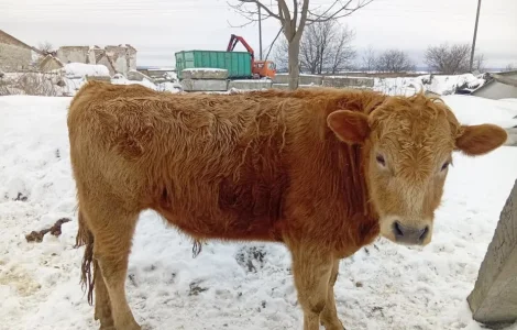 Бик ,бичок, телиця. Жива вага