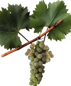 Продам саженцы винограда Белая Изабелла