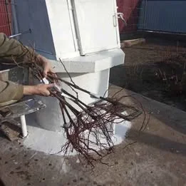 Саженцы винограда различных сортов