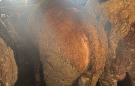 Бик бичок халяль телята