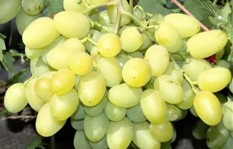 Саджанці винограду Арні - 2-річний