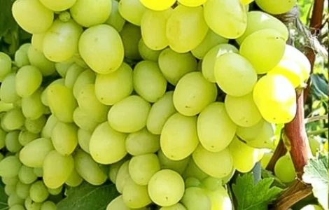 Саджанці винограду Аркадія - 2-річний