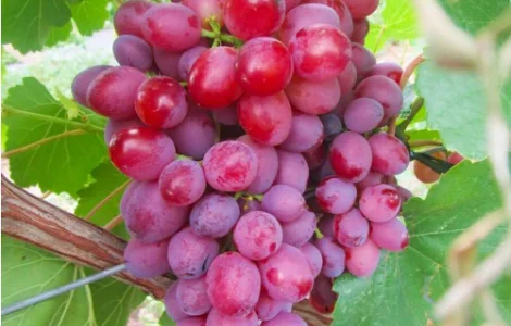 Саджанці винограду Велес - 2-річний