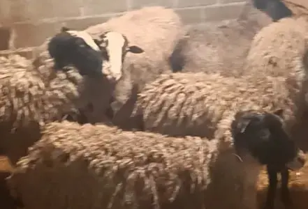 Продам баранину! Молодых ягнят!