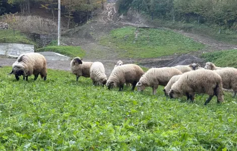 Продам Баранину живою вагою!
