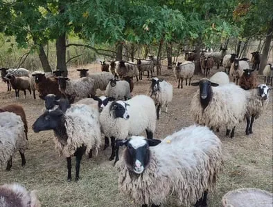 Продам баранину,ягнятіну живою вагою або тушкой