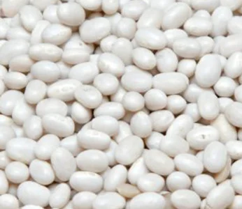 Насіння білої і кольорової квасолі