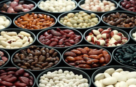 Посівмат квасолі. Насіння квасолі