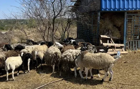 Бараны дорперы 75% живым весом