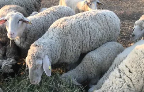 Вівці , жива вага , вівці на мясо. Овцы живой вес