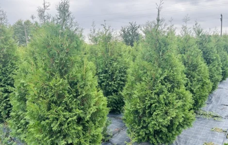 Продается туя разных сортов