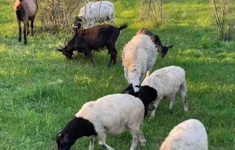 Вівці дорпери (овцы, бараны) ціна за кг