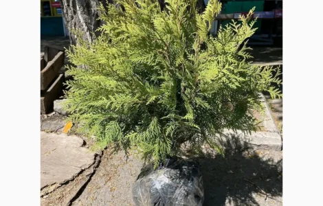 Саджанці туї Смарагд та інших рослин