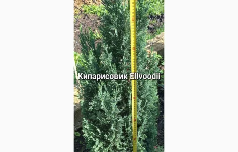 Саженцы хвойных растений в продаже