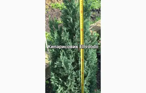 Хвойные растения