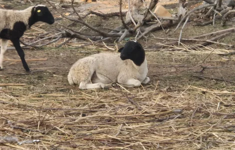 Кросс Дорпер. Ягнята, бараны, овцы, вівці