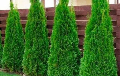 Саженцы западной туи Смарагд высотой 140-160 см