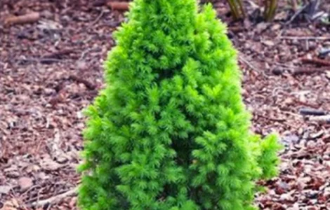 Саженцы Коники Зелена в продаже