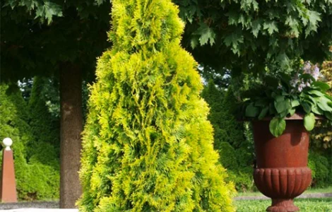 Саженцы туи Голден Смарагд - 100 см