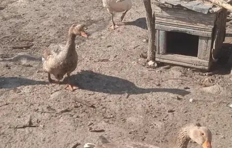 Продам гусей ,живим весом,порода: велика сіра.