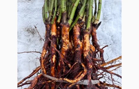 Саджанці шипшини для щеплення троянд