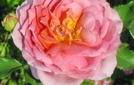 Саджанці троянд