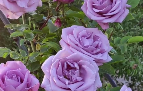 Саженцы плетистых роз Индиголетта