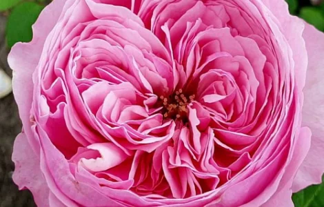 Саженцы английских пионообразных роз Кэри