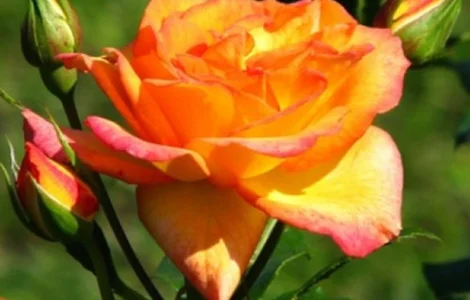 Саженцы парковых роз сорта Сахара