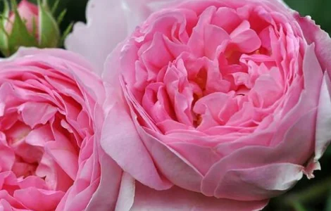 Саженцы английской пионообразной розы Констанс