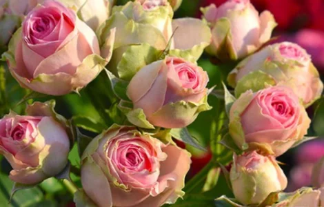 Саженцы бордюрных роз Мини Еден