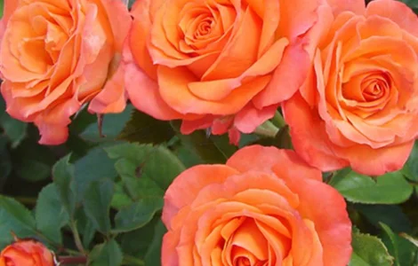 Саженцы бордюрных роз Алегрия в продаже