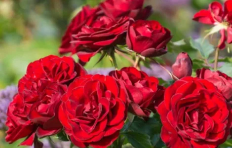 Саженцы бордюрных роз Торнадо