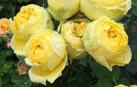 Саженцы английских пионовидных роз Каталина