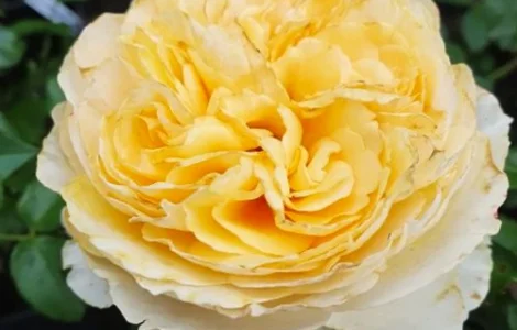 Саженцы английской пионообразной розы Беатрис